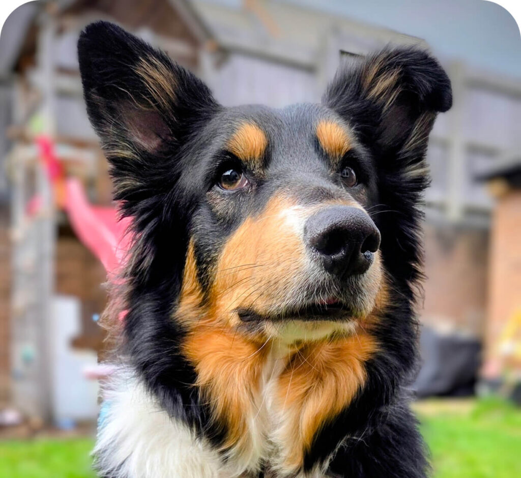 Bailey (Collie)